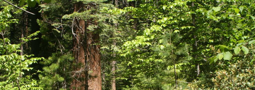 Sequoia in Sierra Nevada Mountains